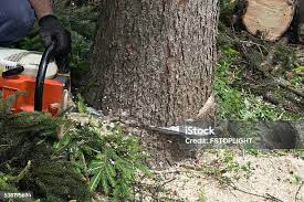 Best Tree Health Inspection  in Orange, TX