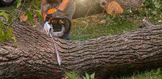 Best Tree Mulching  in Orange, TX