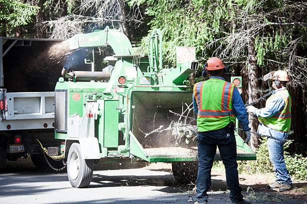 Best Fruit Tree Pruning  in Orange, TX